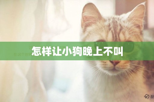 怎樣讓小狗晚上不叫