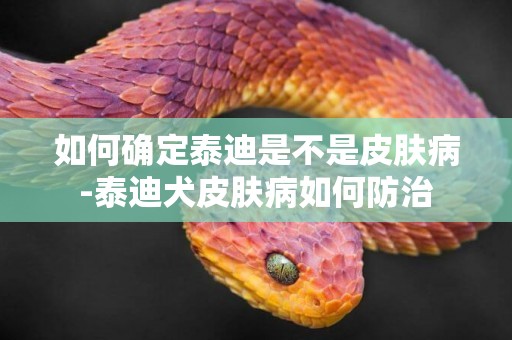 如何確定泰迪是不是皮膚病-泰迪犬皮膚病如何防治