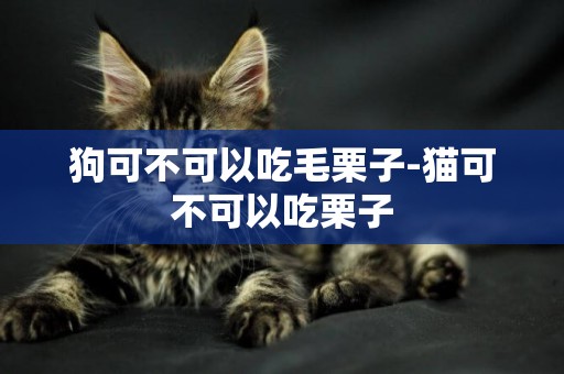 狗可不可以吃毛栗子-貓可不可以吃栗子