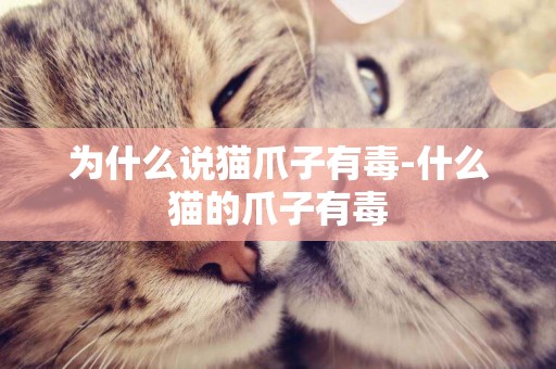 為什么說貓爪子有毒-什么貓的爪子有毒