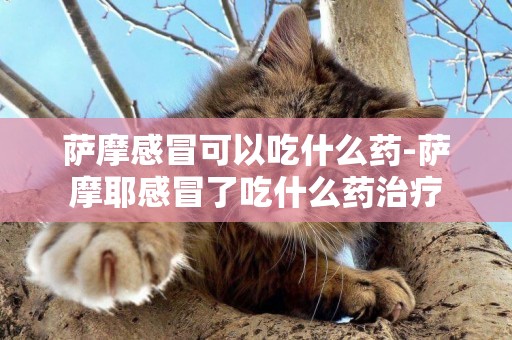 薩摩感冒可以吃什么藥-薩摩耶感冒了吃什么藥治療