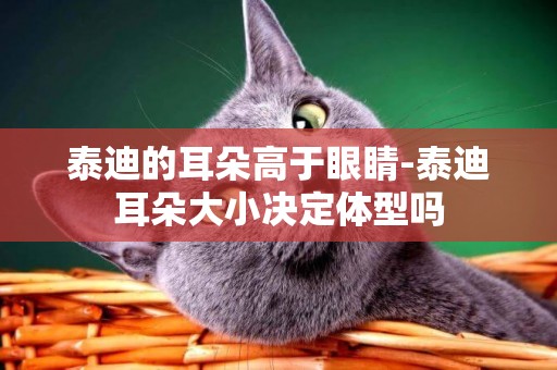 泰迪的耳朵高于眼睛-泰迪耳朵大小決定體型嗎