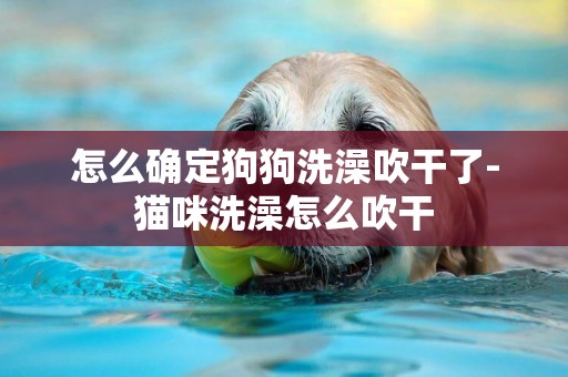 怎么確定狗狗洗澡吹干了-貓咪洗澡怎么吹干