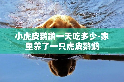 小虎皮鸚鵡一天吃多少-家里養了一只虎皮鸚鵡