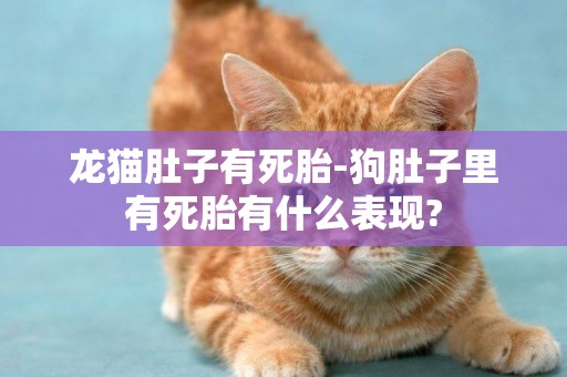 龍貓肚子有死胎-狗肚子里有死胎有什么表現?