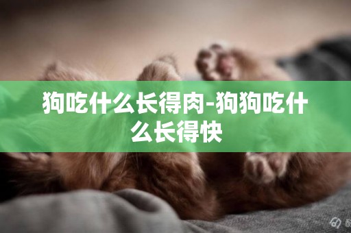 狗吃什么長得肉-狗狗吃什么長得快