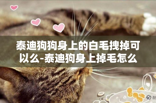 泰迪狗狗身上的白毛拽掉可以么-泰迪狗身上掉毛怎么治療
