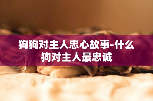 狗狗對主人忠心故事-什么狗對主人最忠誠