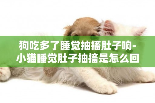 狗吃多了睡覺抽搐肚子響-小貓睡覺肚子抽搐是怎么回事