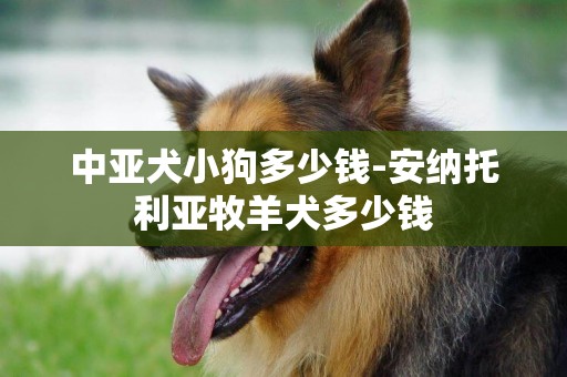 中亞犬小狗多少錢-安納托利亞牧羊犬多少錢