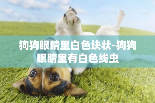 狗狗眼睛里白色塊狀-狗狗眼睛里有白色線蟲
