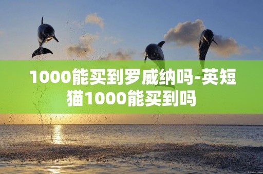 1000能買到羅威納嗎-英短貓1000能買到嗎