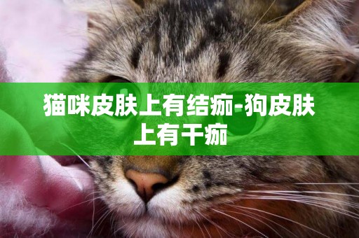 貓咪皮膚上有結痂-狗皮膚上有干痂