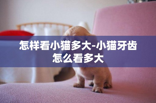 怎樣看小貓多大-小貓牙齒怎么看多大