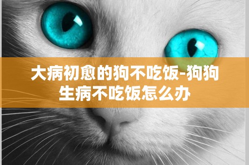 大病初愈的狗不吃飯-狗狗生病不吃飯怎么辦