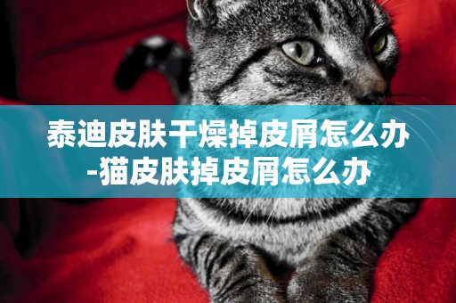 泰迪皮膚干燥掉皮屑怎么辦-貓皮膚掉皮屑怎么辦