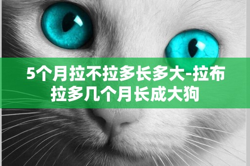 5個月拉不拉多長多大-拉布拉多幾個月長成大狗