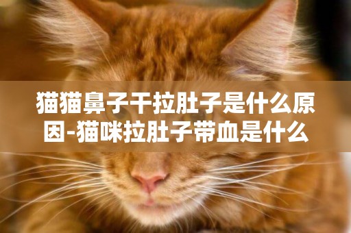 貓貓鼻子干拉肚子是什么原因-貓咪拉肚子帶血是什么原因