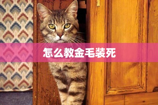 怎么教金毛裝死