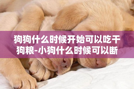 狗狗什么時候開始可以吃干狗糧-小狗什么時候可以斷奶吃狗糧