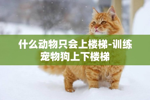 什么動物只會上樓梯-訓練寵物狗上下樓梯