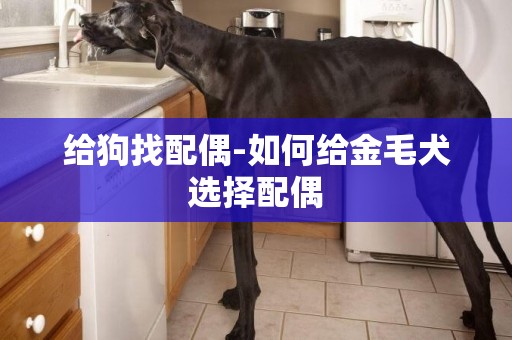 給狗找配偶-如何給金毛犬選擇配偶