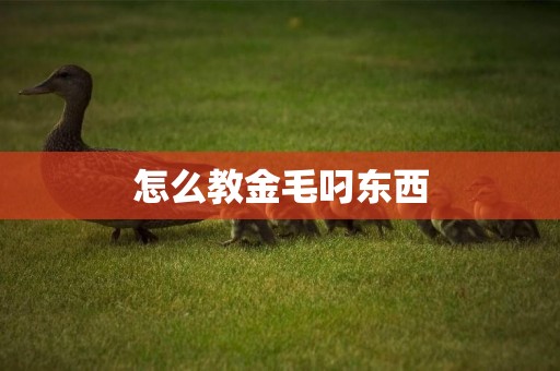怎么教金毛叼東西
