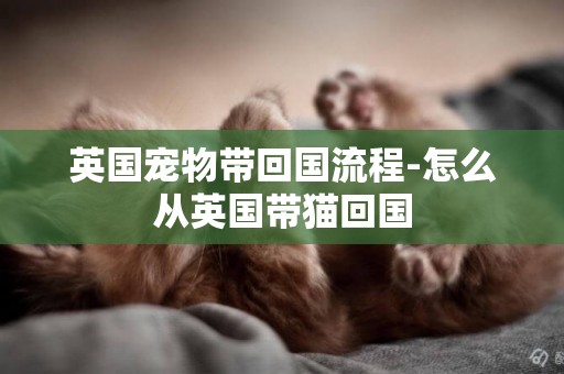 英國寵物帶回國流程-怎么從英國帶貓回國