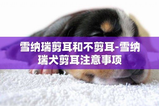 雪納瑞剪耳和不剪耳-雪納瑞犬剪耳注意事項