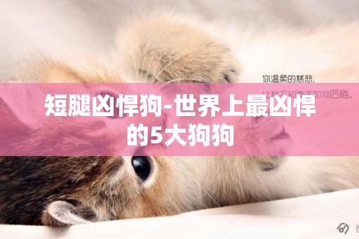 短腿兇悍狗-世界上最兇悍的5大狗狗
