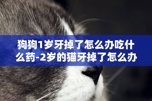 狗狗1歲牙掉了怎么辦吃什么藥-2歲的貓牙掉了怎么辦吃什么藥
