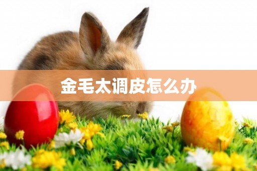 金毛太調皮怎么辦