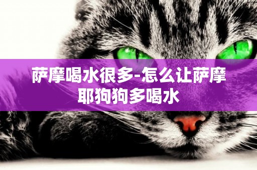 薩摩喝水很多-怎么讓薩摩耶狗狗多喝水