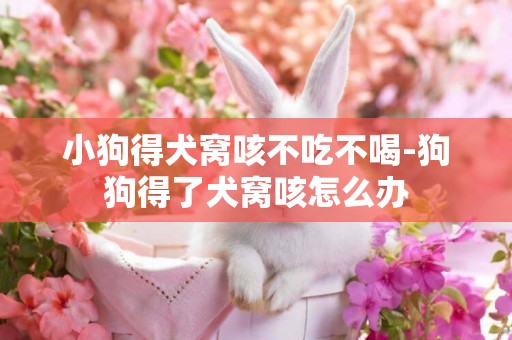 小狗得犬窩咳不吃不喝-狗狗得了犬窩咳怎么辦