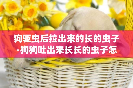 狗驅蟲后拉出來的長的蟲子-狗狗吐出來長長的蟲子怎么辦