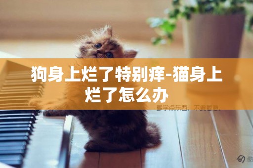 狗身上爛了特別癢-貓身上爛了怎么辦