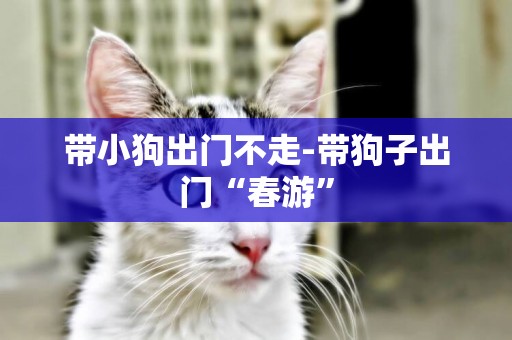 帶小狗出門不走-帶狗子出門“春游”