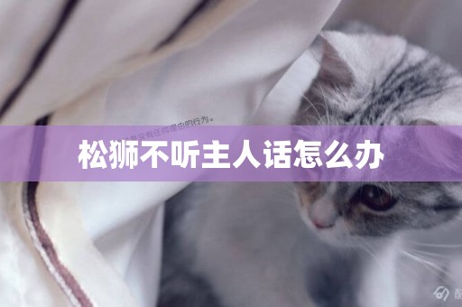 松獅不聽主人話怎么辦