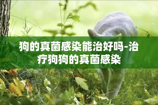 狗的真菌感染能治好嗎-治療狗狗的真菌感染