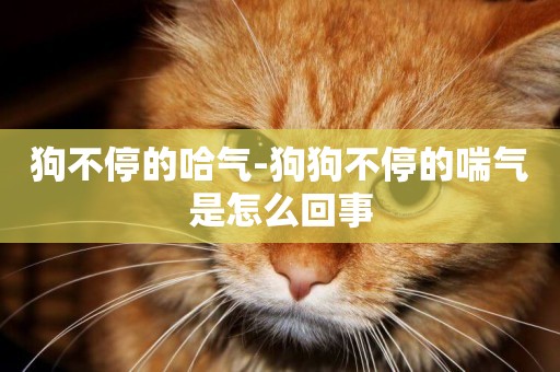 狗不停的哈氣-狗狗不停的喘氣是怎么回事