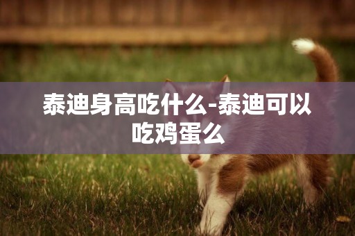 泰迪身高吃什么-泰迪可以吃雞蛋么