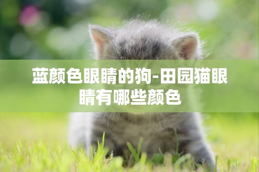 藍顏色眼睛的狗-田園貓眼睛有哪些顏色
