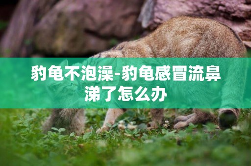 豹龜不泡澡-豹龜感冒流鼻涕了怎么辦