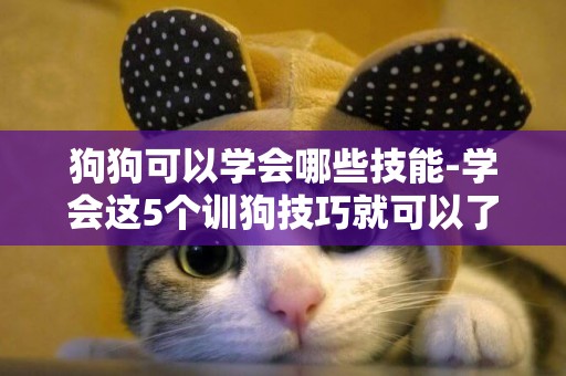狗狗可以學會哪些技能-學會這5個訓狗技巧就可以了