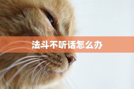 法斗不聽話怎么辦
