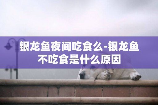銀龍魚夜間吃食么-銀龍魚不吃食是什么原因
