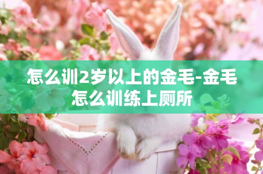 怎么訓2歲以上的金毛-金毛怎么訓練上廁所