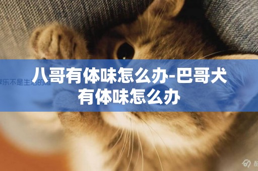 八哥有體味怎么辦-巴哥犬有體味怎么辦