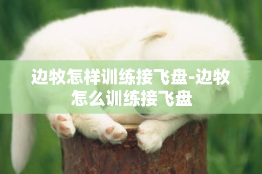 邊牧怎樣訓練接飛盤-邊牧怎么訓練接飛盤
