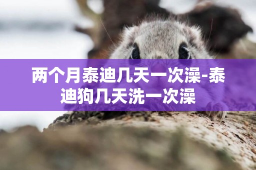 兩個月泰迪幾天一次澡-泰迪狗幾天洗一次澡